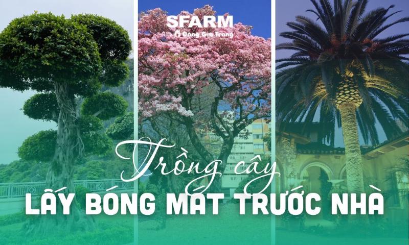 cay tan rong tao bong mat tuyet voi che phu san vuon giup khong gian mat me hon